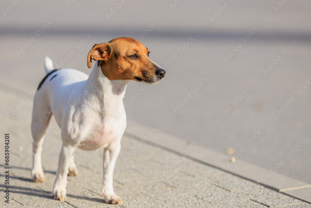 The owner gives water to a Jack Russell Terrier dog during a walk on the street. Animal portrait with selective focus