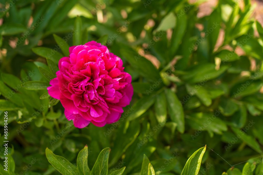 A flower in a flowerbed. Background with selective focus and copy space A flower in a flowerbed. Background with selective focus and copy space