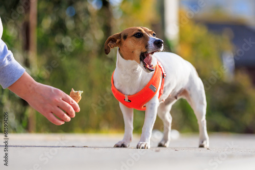Cute Jack Russell Terrier dog eats ice cream on a walk in the park. Pet portrait with selective focus