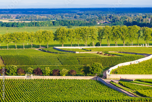 Green vineyards. Pommard wine region, France