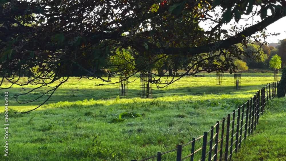 Beautiful nature of the English countryside, glorious morning in Hemel Hempstead, Hertfordshire, England, a tree and green lawn in sunlight, slow motion