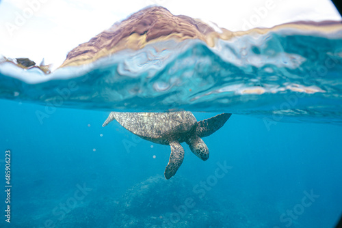 Snorkeling with Wild Hawaiian Green Sea Turtles in the Beautiful Ocean in Hawaii  © EMMEFFCEE 