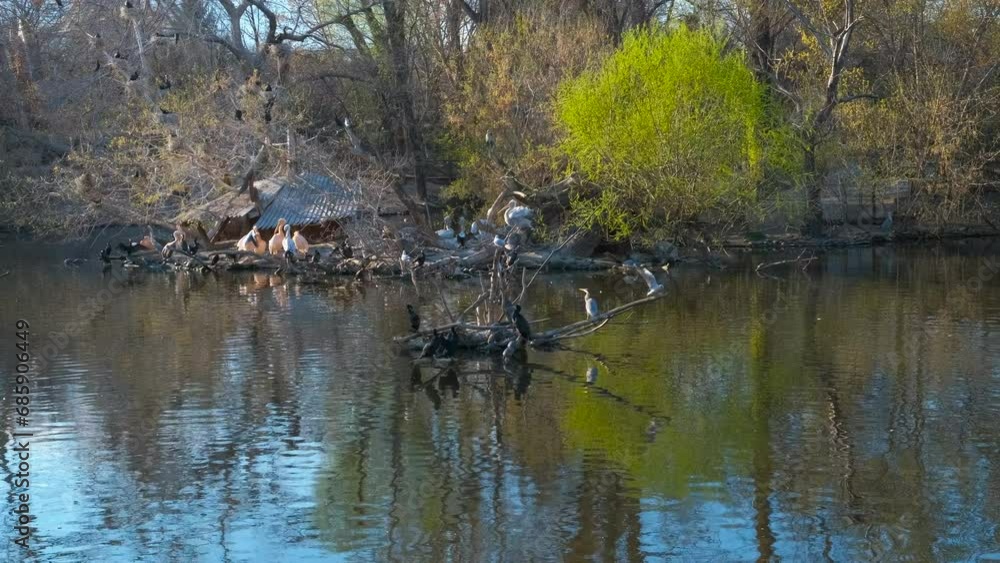 The birds are resting by the pond. View of the spring pond with blue herons and pelicans. The birds are resting by the pond. View of the spring pond with blue herons and pelicans.