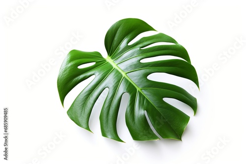 Large green mostera leaf, isolated on white background.