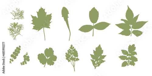Set of plants leaves silhouettes, dry leaf for herbarium. Vector. Leaf scan and print