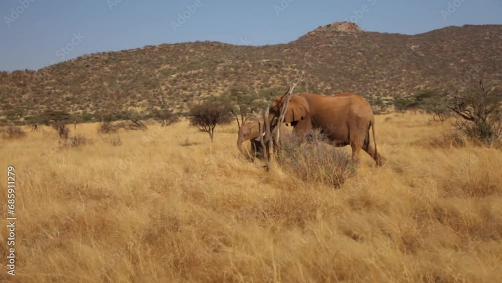 Family of elephants walking through dry grass Family of elephants walking through dry grass