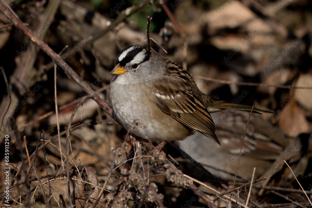 Fototapeta premium Portrait of an adult White-crowned Sparrow