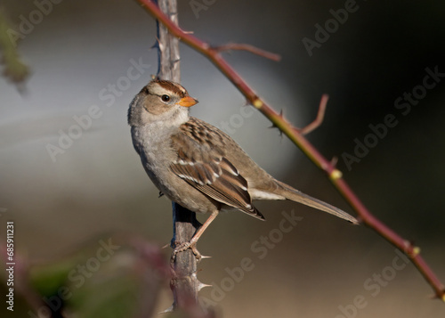 juvenile White-crowned Sparrow