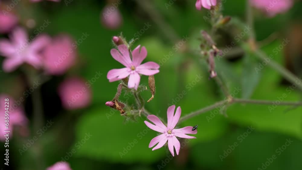 Flowers in the forest. Nature. Purple petals. Beautiful background. Summer in the Alps mountains. Flowers in the forest. Nature. Purple petals. Beautiful background. Summer in the Alps mountains.