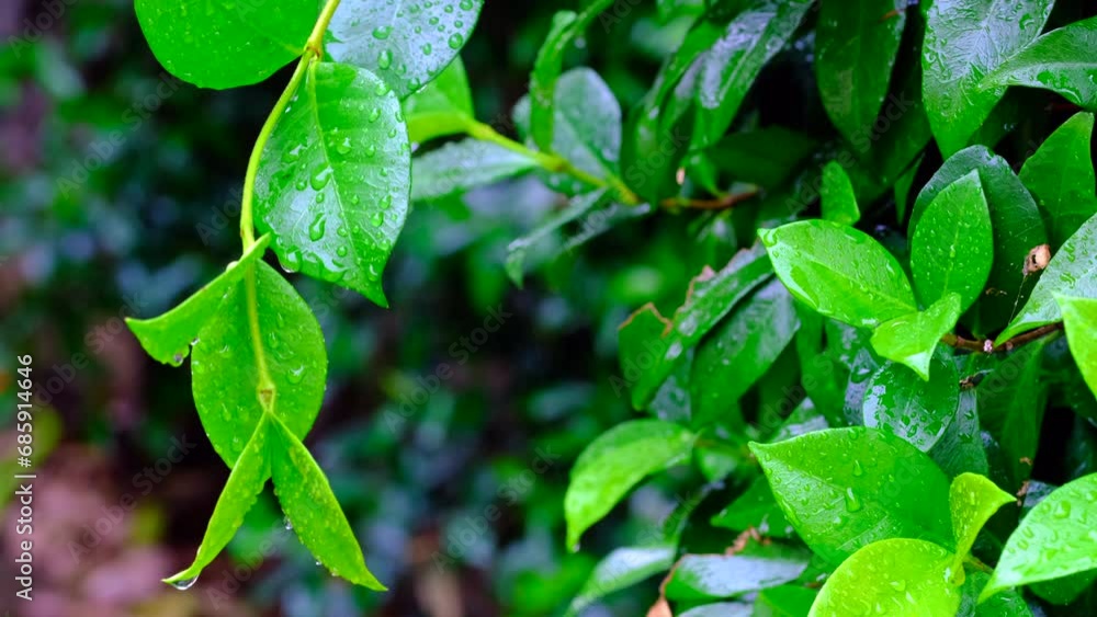 Closeup of leaves of a pomegranate tree wet from rain in autumn. Autumn fruits Closeup of leaves of a pomegranate tree wet from rain in autumn. Autumn fruits