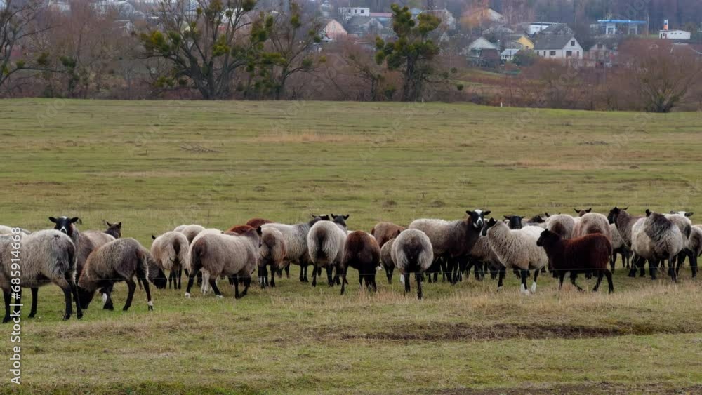 Herd of domestic sheep pasturing in the field at countryside. Cute animals graze in autumn. Village houses at backdrop. Herd of domestic sheep pasturing in the field at countryside. Cute animals graze in autumn. Village houses at backdrop.