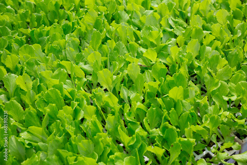 Closeup of fresh young green lettuce seedlings in cassette tray. Natural background photo