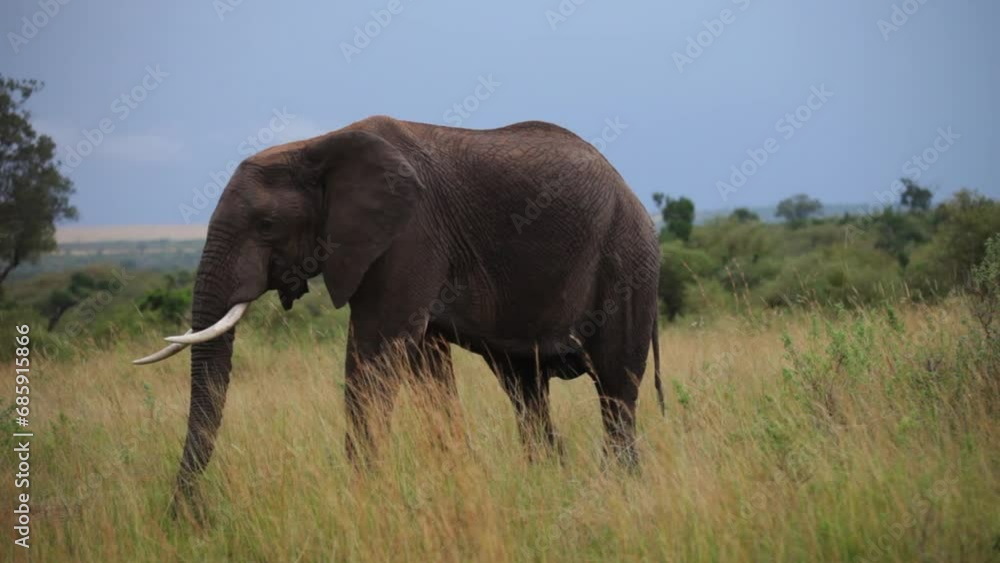 Majestic Elephant Walking Through Tall Grass Majestic Elephant Walking Through Tall Grass