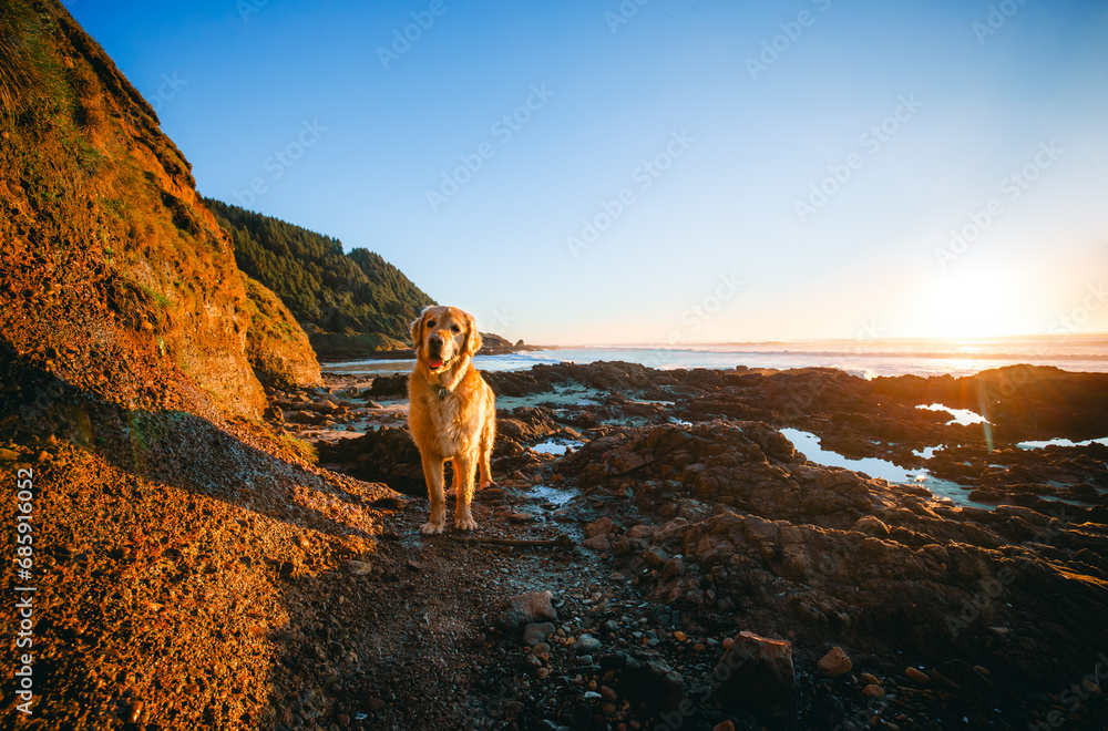 Dog at Devil's churn, Cape Perpertua Scenic Overlook, Yachats, natural landmark of the Oregon Coast, USA.	
