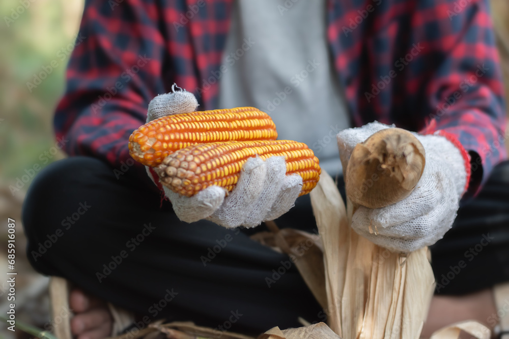 Asian boy holding and showing corncobs in hands on wooden basket in his own family cornfarmland, soft and selective focus. Asian boy holding and showing corncobs in hands on wooden basket in his own family cornfarmland, soft and selective focus.