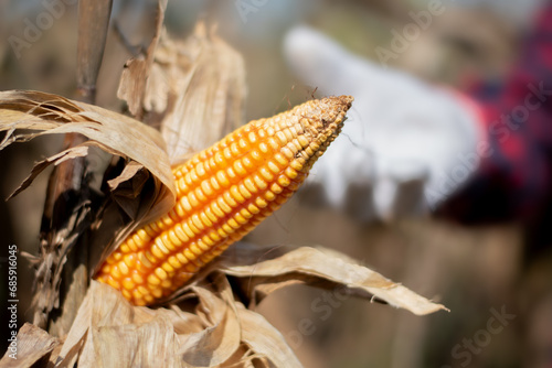 Asian boy is picking or harvesting dried corncobs in his own family cornfarm, soft and selective focus on corn.