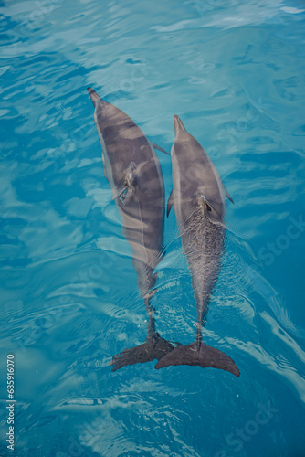 Hawaiian Spinner Dolphins swimming the Beautiful Ocean in Hawaii