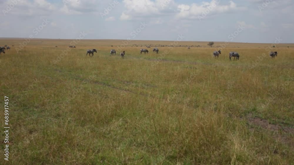 Wide shot of Zebras in African field Wide shot of Zebras in African field