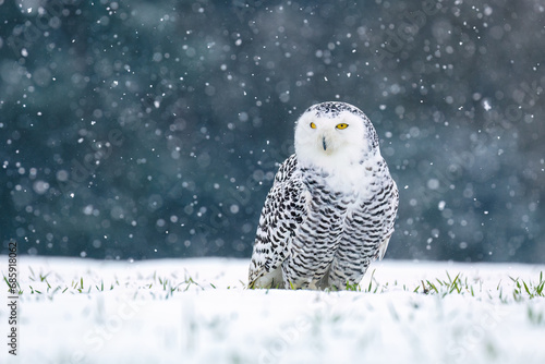 Snowy owl, Bubo scandiacus, perched in snow during snowfall. Arctic owl surrounded by snowflakes. Beautiful white polar bird with yellow eyes. Winter in wild nature. Predator in habitat. Polar animal.