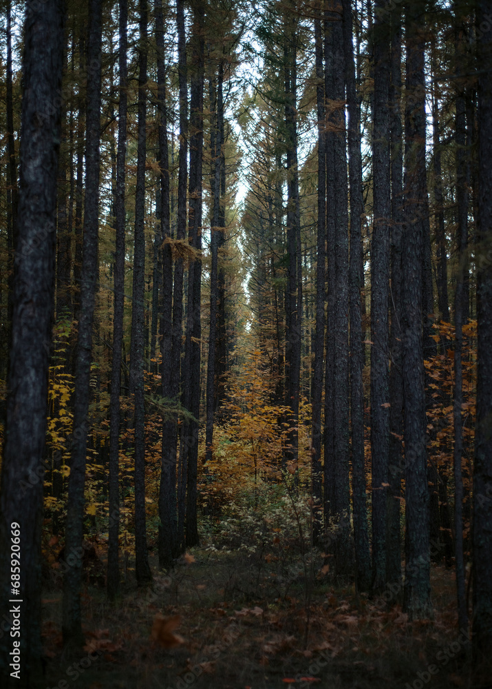 Fototapeta premium dark forest in autumn