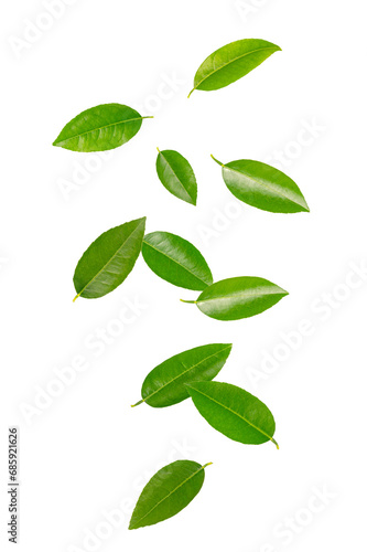 falling citrus leaves isolated on white background