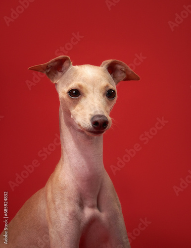 Italian Greyhound dog poised against red, a study in elegance. Slender form and delicate features captivate, embodying grace