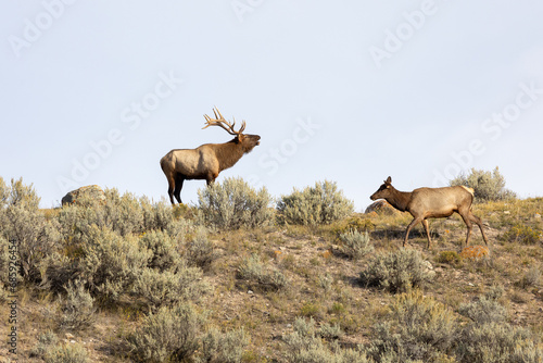 Bull Elk in Yellowstone National Park bugling during rutting season