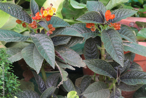 Chrysothemis pulchella flower plant on farm photo