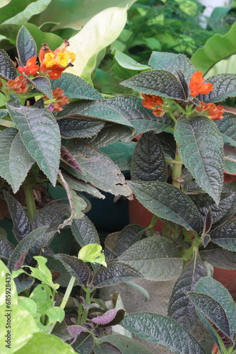 Chrysothemis pulchella flower plant on farm photo