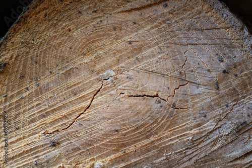 Detail of a wood cut with a crack.