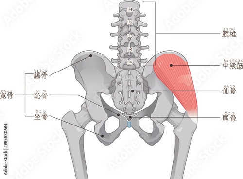 中殿筋、gluteus medius、股関節、大腿骨、骨盤、筋肉、イラスト、illustration