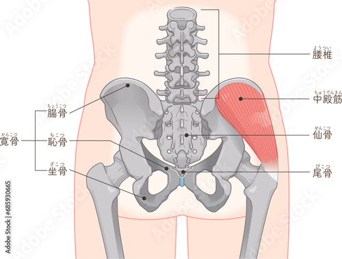 中殿筋、gluteus medius、股関節、大腿骨、骨盤、筋肉、イラスト、illustration