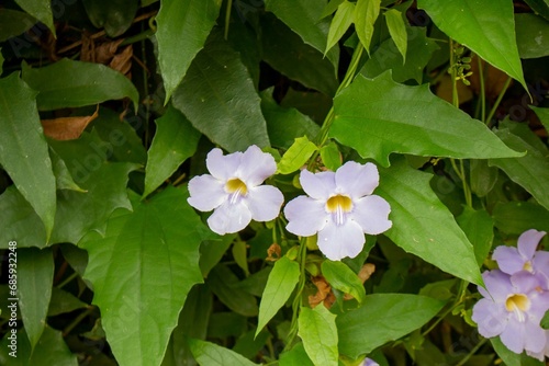 Tumb  rgia-azul     Thunbergia grandiflora