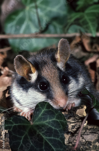 mousegarden dormouse  (Eliomys quercinus) photo