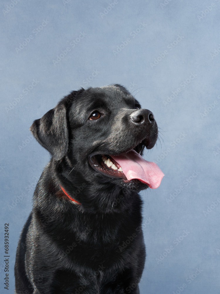 A Labrador Retriever looks up, its joyful demeanor captured in a studio setting. The glossy black coat and playful tongue speak to the breed's friendly nature A Labrador Retriever looks up, its joyful demeanor captured in a studio setting. The glossy black coat and playful tongue speak to the breed's friendly nature