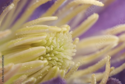 Beautiful purple Clematis flower as background, macro view