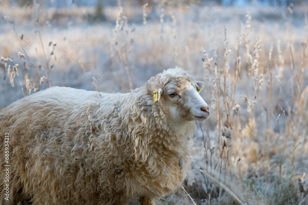 Single sheep on the farm in winter on a frosty morning Single sheep on the farm in winter on a frosty morning
