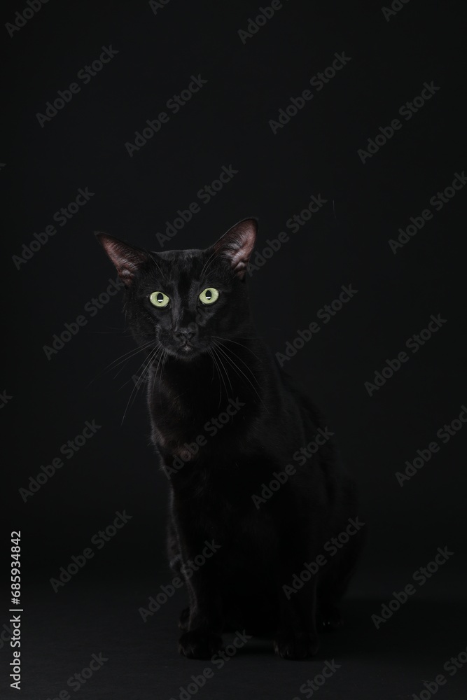 Adorable cat with green eyes on black background. Lovely pet