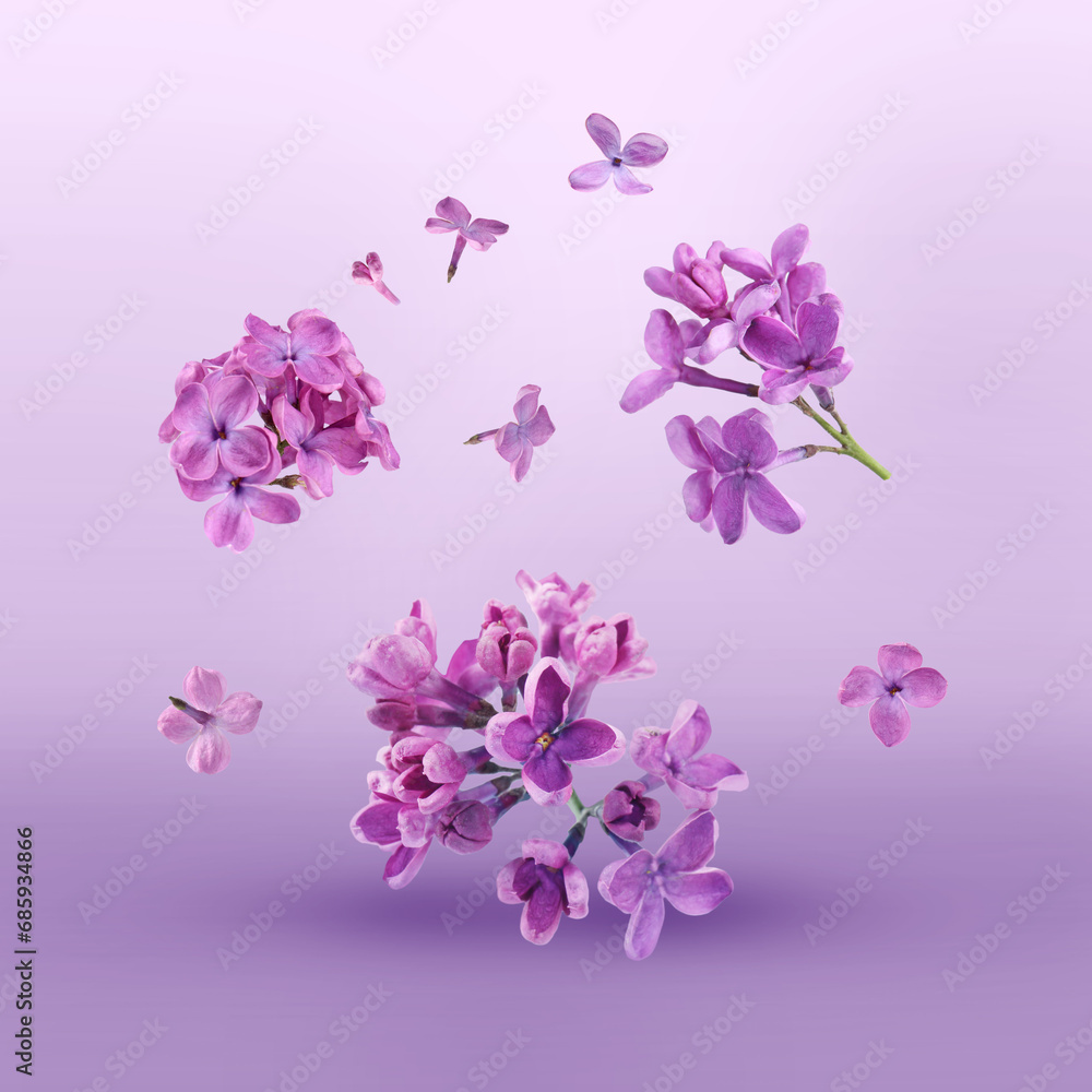 Beautiful lilac flowers falling on violet background