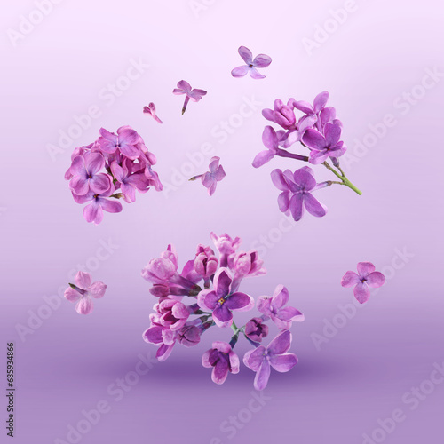 Beautiful lilac flowers falling on violet background