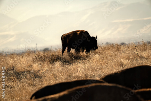 Bison (Bison bison) grazing in meadow; Rocky Mtn Arsenal NWR; Denver, Colorado photo