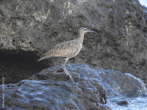 Whimbrel on the rocks of the sea