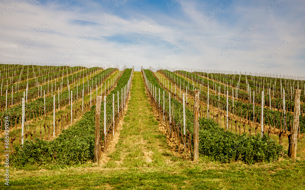 Obraz premium Smooth rows of vineyards in Tuscany in spring.
