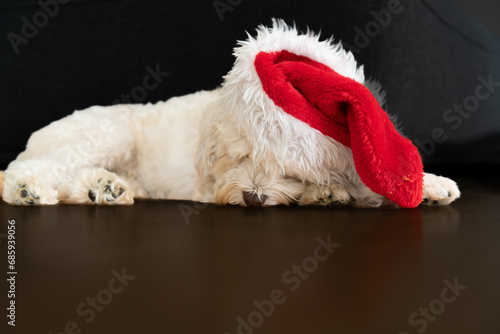 Small white dog in santa hat