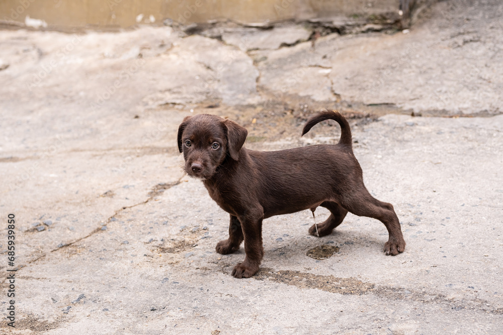Cute little puppy peeing on the sidewalk. Cute little puppy peeing on the sidewalk.