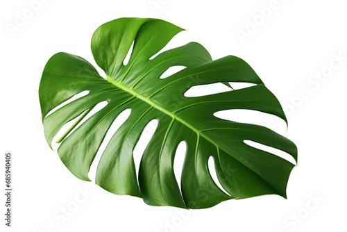 Turtleback Bamboo Leaf On White Transparent Background
