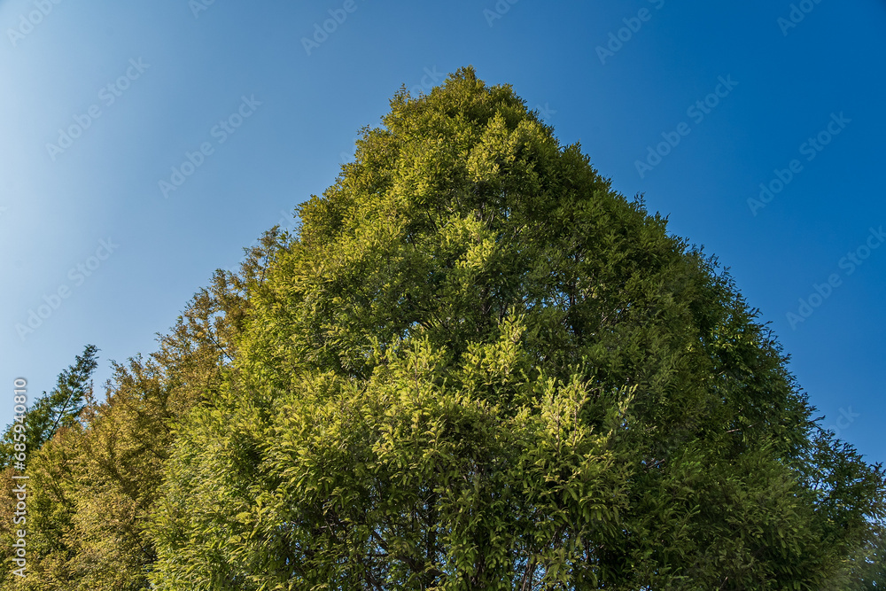 Fototapeta premium Looking up at the dense tree branches on a sunny day