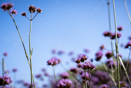 Closeup of some small purple flowers in summer photo