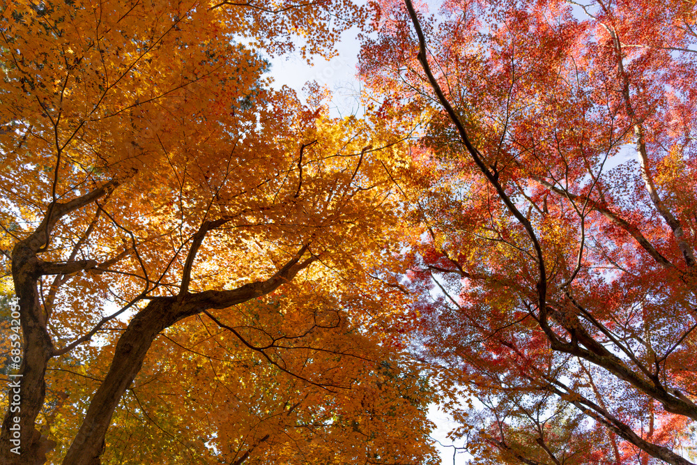 京都紅葉 京都紅葉