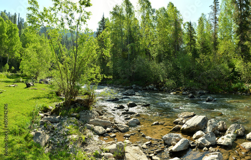 Wallpaper Mural Bushes on the rocky shore of a beautiful mountain river flowing through a dense forest on a sunny summer day. Torontodigital.ca